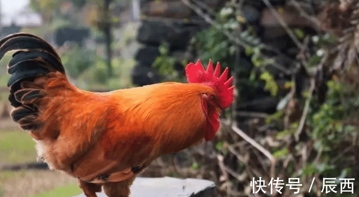 事业|事业高升扶摇直上不是梦，生肖鸡抓住机遇，成功咸鱼翻身