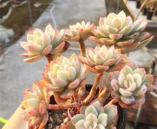 多肉植物越长越丑？3个小技巧，上色美易爆盆，长成群生老桩！