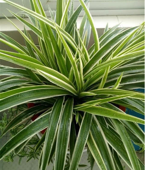 吊兰|吊兰长的慢还瘦做好关键几点,叶子又肥又绿蹭蹭长,爆成绿瀑布