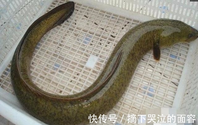 这东西|男子以为自己钓得鳗鱼,抓上岸一看却两眼发直,它竟长了这东西!