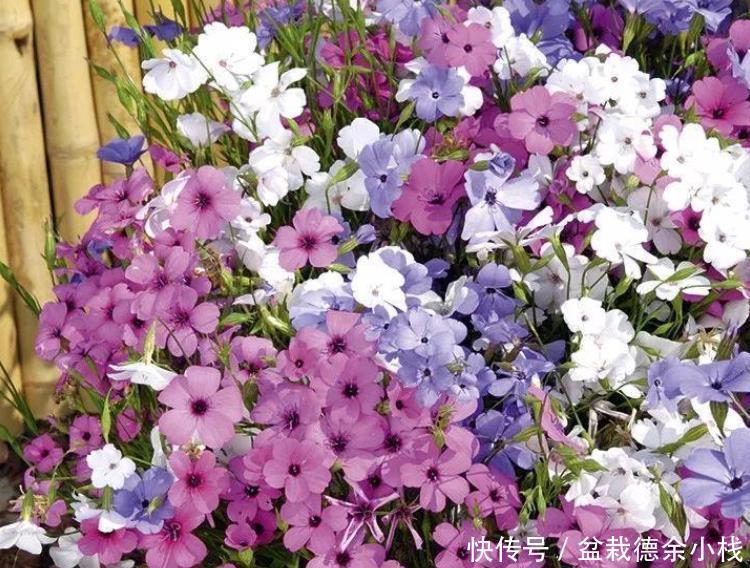 就算|很少花友会知道的5种观赏花卉,认识一种就算老园丁了