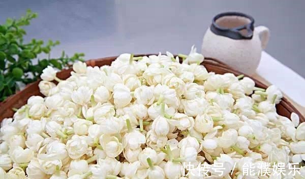 栀子花、茉莉花用塑料瓶扦插,装点水就生根,新手也能用!