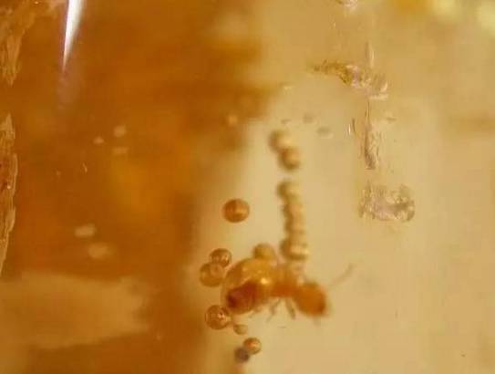 印尼柯巴脂|柯巴脂,和琥珀蜜蜡到底有多像?