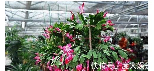 蟹爪兰不开花一周用一次“它”,花芽冒个不停,一开花就爆盆!