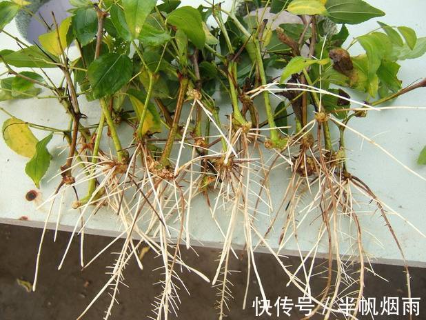 扦插是加点”它“，一天生根，隔天长叶，三天内长出”大白根“！