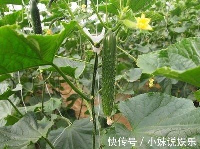 心脑血管|五类抗衰老的食物或被公布,鱼肉榜上有名,看看有你喜欢吃的吗?