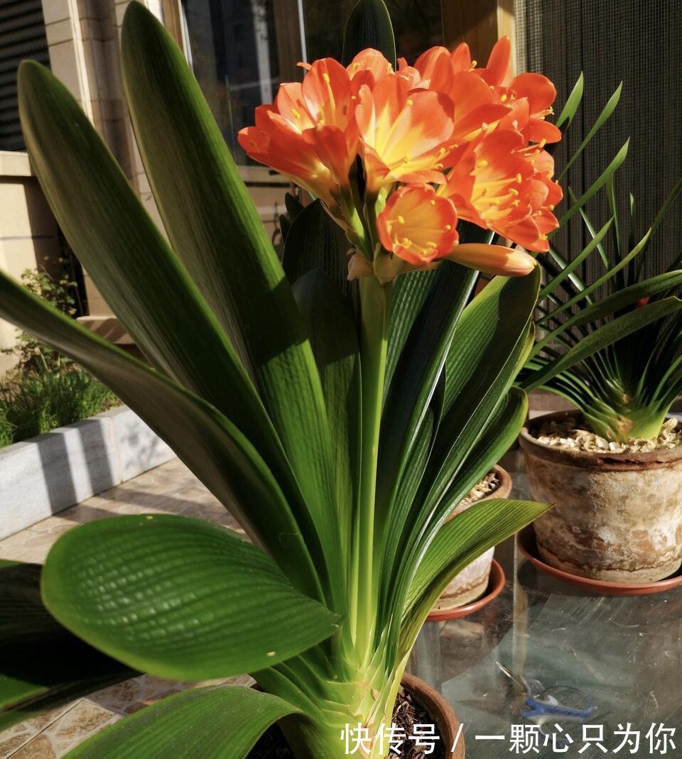 温差|君子兰“夹箭”开不动?学会2招,只要7天,就把花箭拽出来