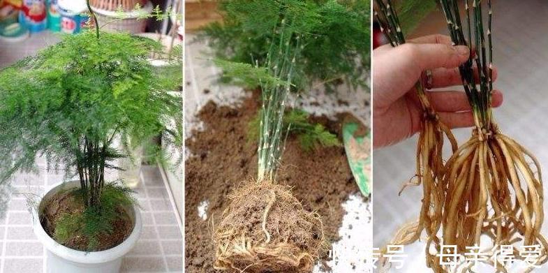 叶片|不会养文竹,抓住5个生长关键点,剪几刀,文竹长出几米高