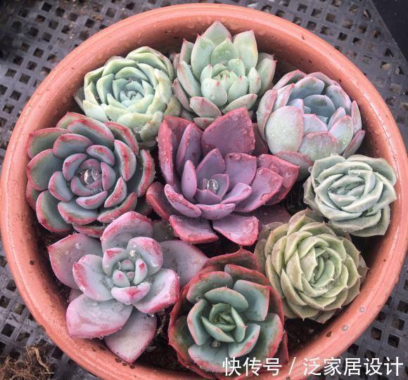 养死|养多肉急不得,养护期间总结经验,少浇水保持干燥,有效减少死亡