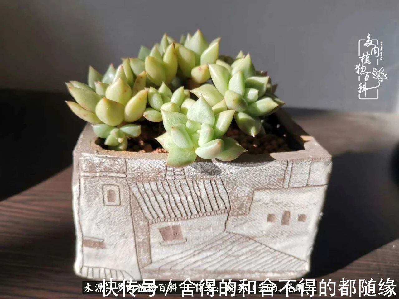 生活的本质就是爱,喜悦,和平!养多肉的快乐是金钱买不到的!