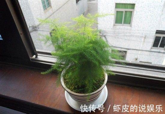 家里光线差，几种室内植物极耐阴，不仅好看好养，还净化空气