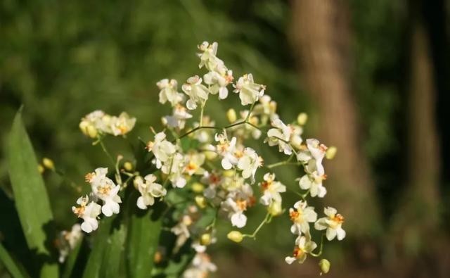  定要少浇水|这5种植物，冬天一定要“断水”，一浇一个死，管住手