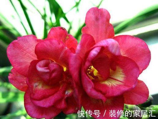 家养|从9月14日开始，家养此款花卉，花开芳香四溢，形态优雅精致