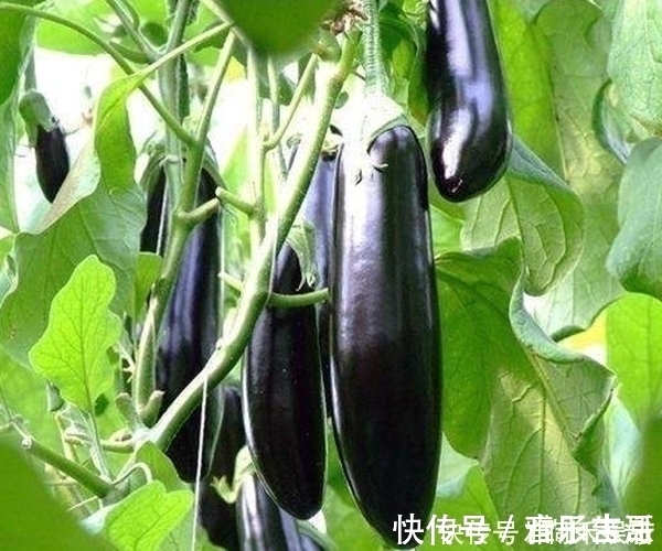 花青素|“吃对茄子是养生,吃错就是要命”!3种错误的吃法,早知早好