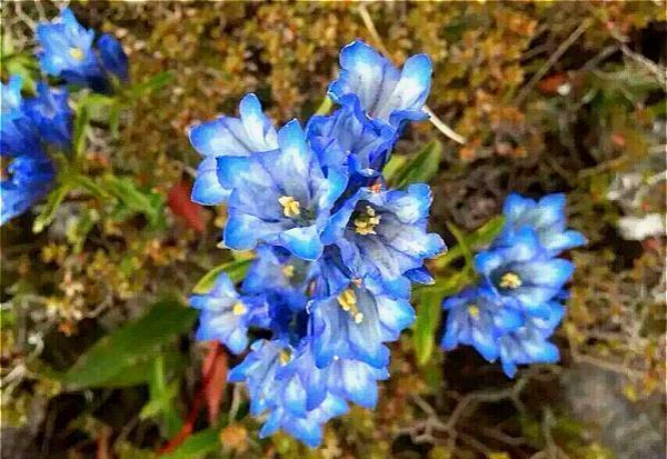 花名以 龙胆 命名 开花特漂亮 李时珍说它 定五脏杀虫毒 快资讯