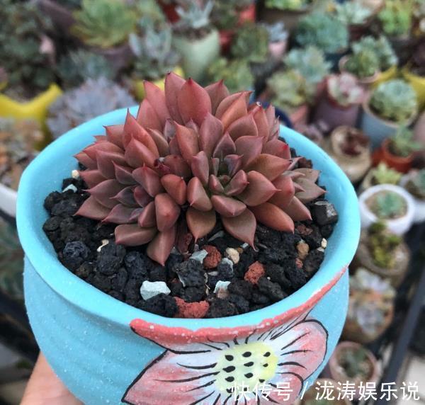 养护|在家养多肉，学好这些技巧，花盆都长满！