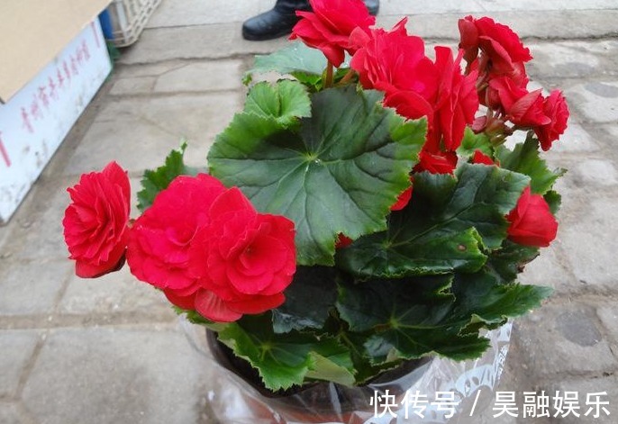 养花|“此3种花”养不好,其实都是浇水浇死的,你有中招吗