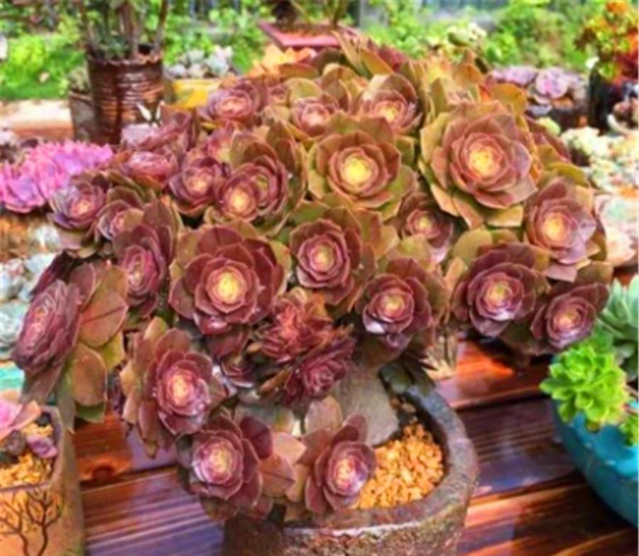 捧花状|把法师养成捧花状,无非做好4件事,3个月爆头上色,颜值逆袭