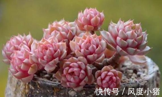 浇水|温度低多肉不生长？给它做4步，反而养出“美肉肉”，直接出状态