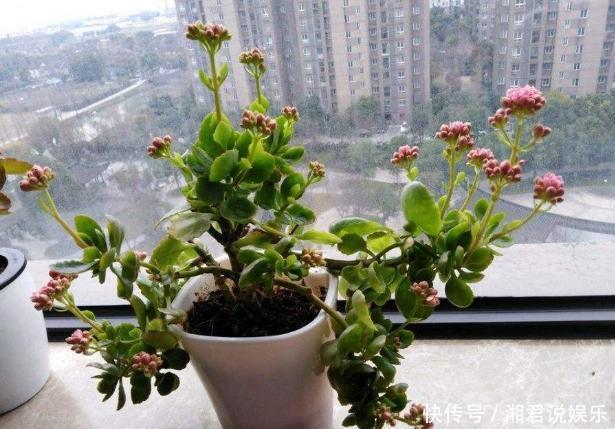 修剪吊兰、发财树、长寿花,就参照割韭菜,半个月一茬刚好!