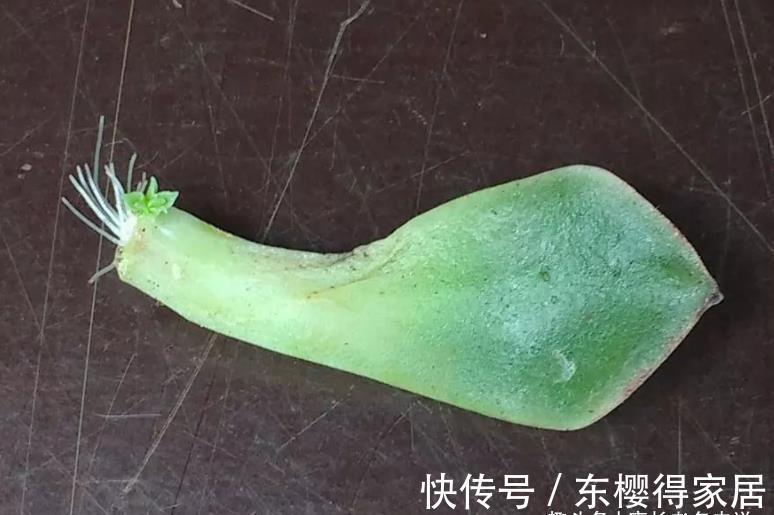发芽|有人说多肉叶插发芽以后要及时晒太阳,为啥我的叶插苗都挂了呢?