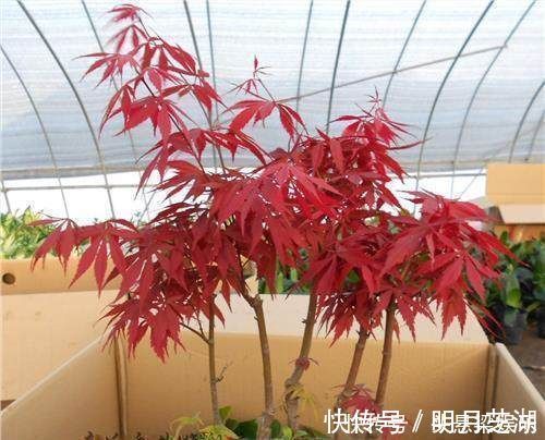 5种树型优美的盆景植物，观赏价值极佳，深受人们喜爱