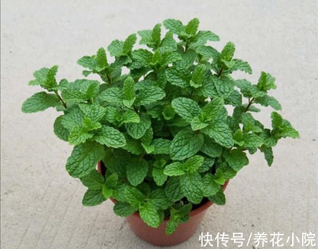 外面遇到6种“小植物”，把它养成“小盆景”，摆在桌面清新自然