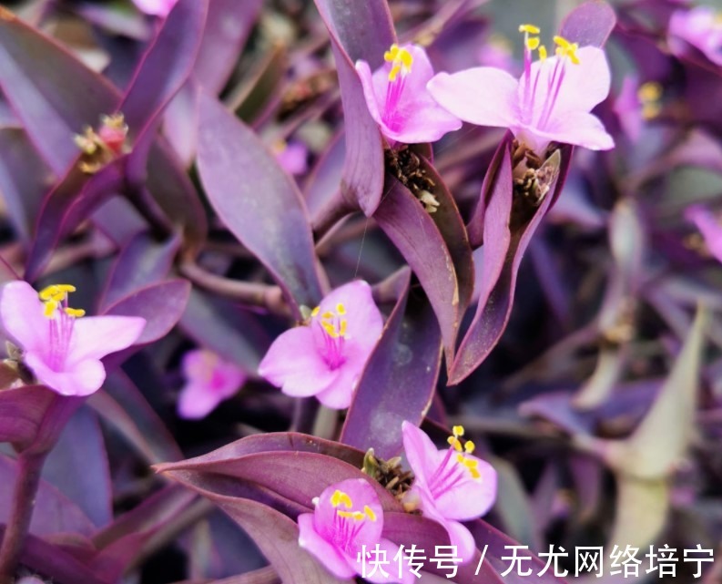 花卉|总觉得家里植物开花太少,可以试试这些花,开花量非常大