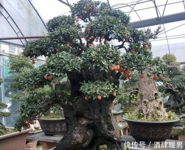 2种花卉很像“树”,不起眼,其实很“值钱”,种2棵“卖1万”!