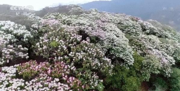 白居易：芙蓉芍药都是丑花！