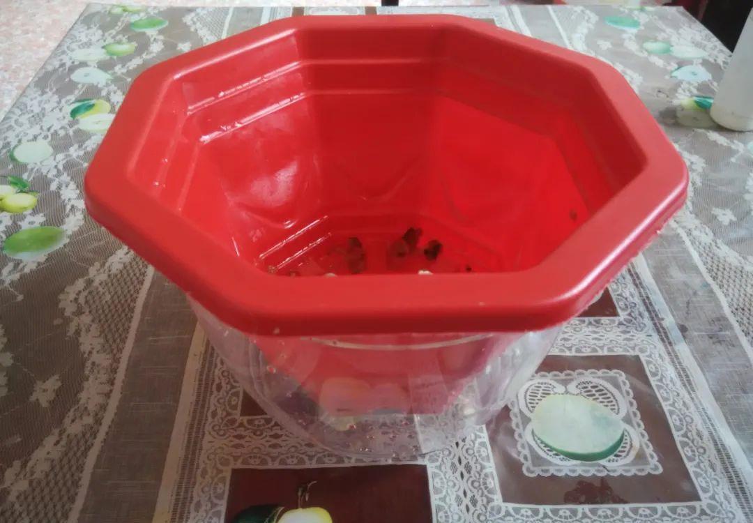 花盆|君子兰种子催芽很容易,只需简单操作几步,很快收获一盆苗儿