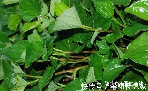 鱼腥草|适合女性吃的“不老菜”,清热解毒祛湿散寒,远离女性妇科问题