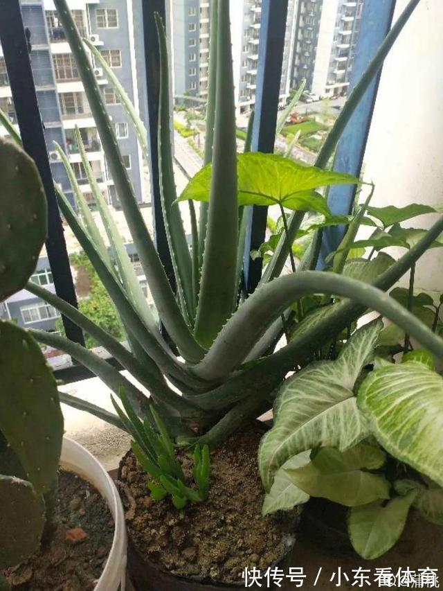 叶子|10种花要控水，天热反而不能浇，一浇水就死