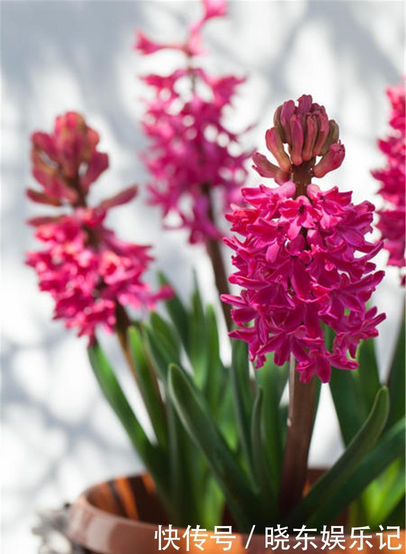 入冬后,想养3种“年宵花”建议早点买,晚了花钱多,还不合适