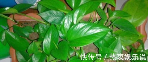 爱吃“油”的盆栽,你知道是什么吗只需喝2滴,1年养出百十盆