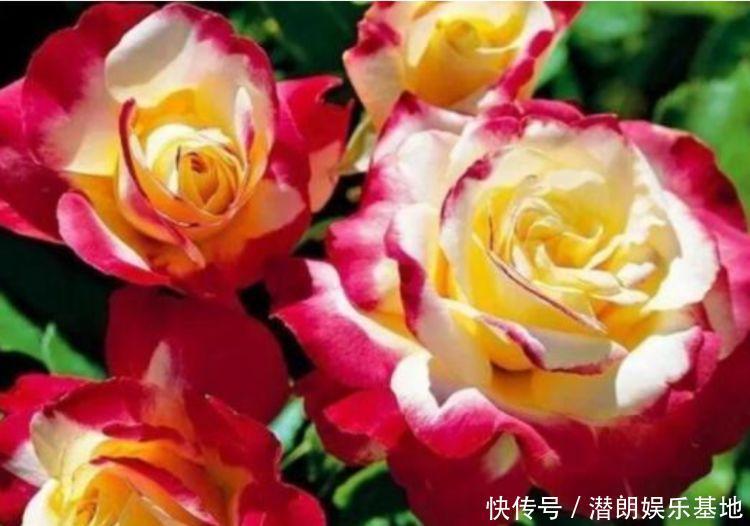 养花就养这几款,全年开花不停,养成一片花海新手也能养活