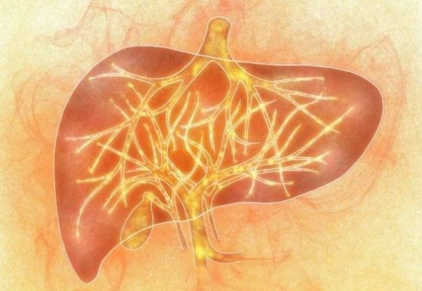 养肝护肝|不管男女，肝不好，这2种“野果”泡水喝，肝能力变的“杠杠的”