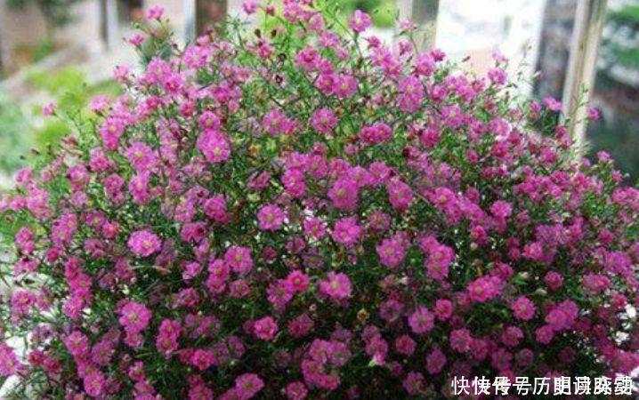 养花|养花养个花期长的,花大色艳,四季繁花似锦,美极了