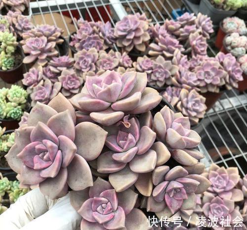 夏天多肉紫乐有“3怕”,难怪长气根不长个,改变养护习惯是关键