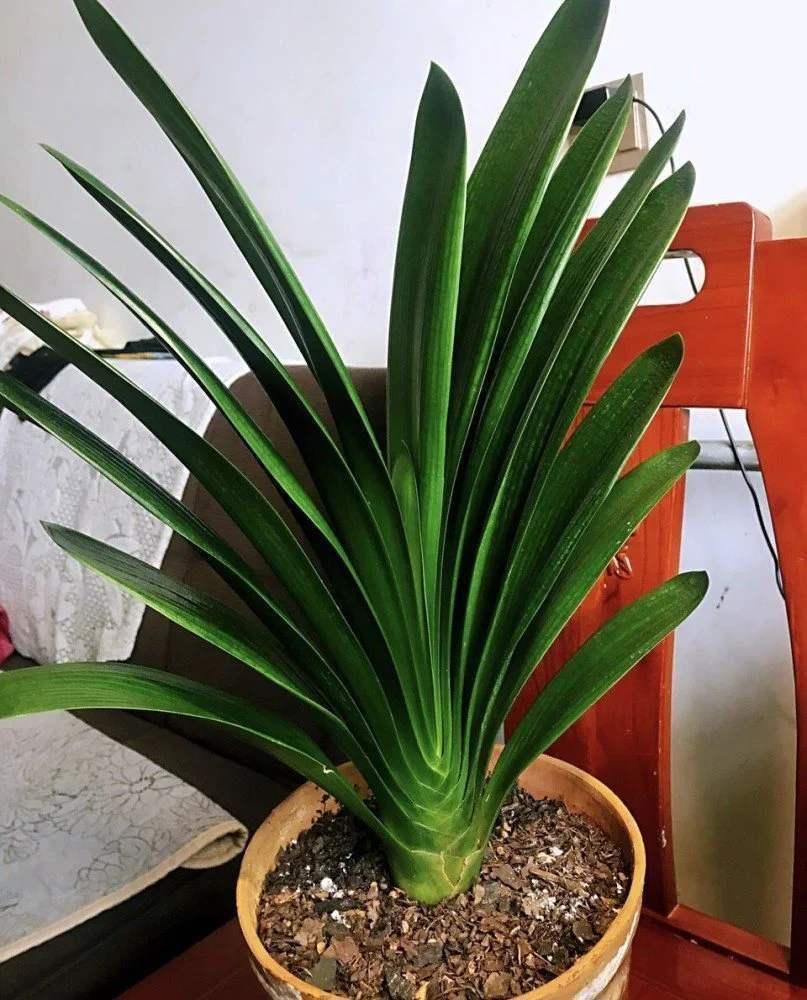 栽种|怎么养君子兰最正确？新手先避开这5大雷区，养好根开出美丽的花