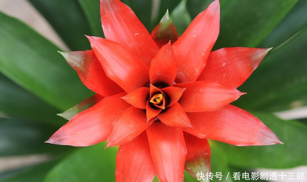 最适合送人的七种花，亲戚朋友见了都喜欢，花多又漂亮，还便宜