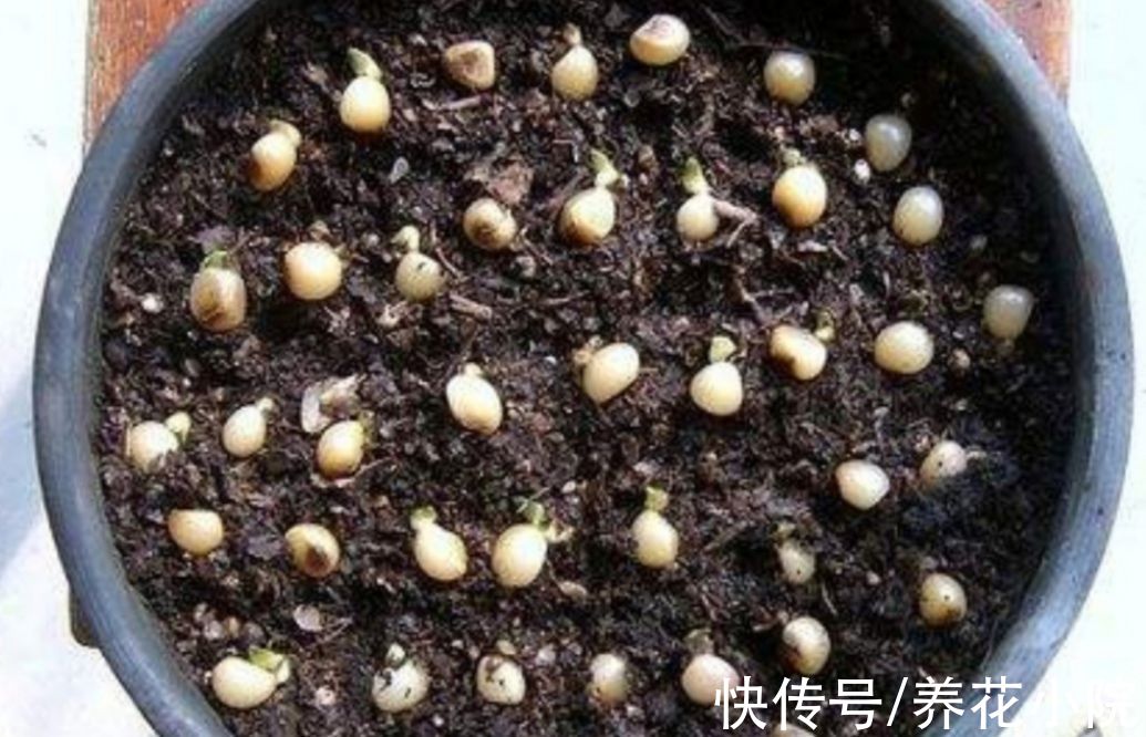 君子兰用种子繁殖，方法很简单，一次能培育十几棵