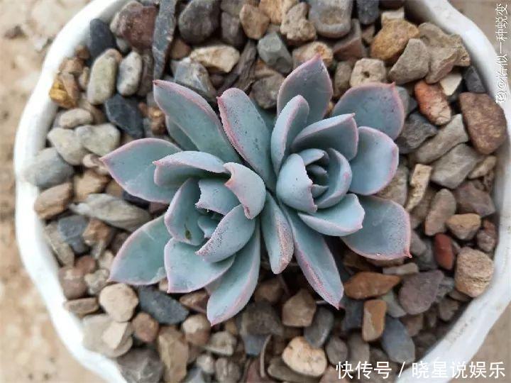 秋天买多肉，认准这点，长得胖嘟嘟窜出一圈小芽！