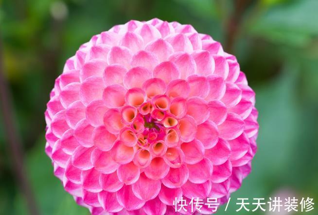 院子|名字巨土但超牛掰的花草,有院子不种可惜了