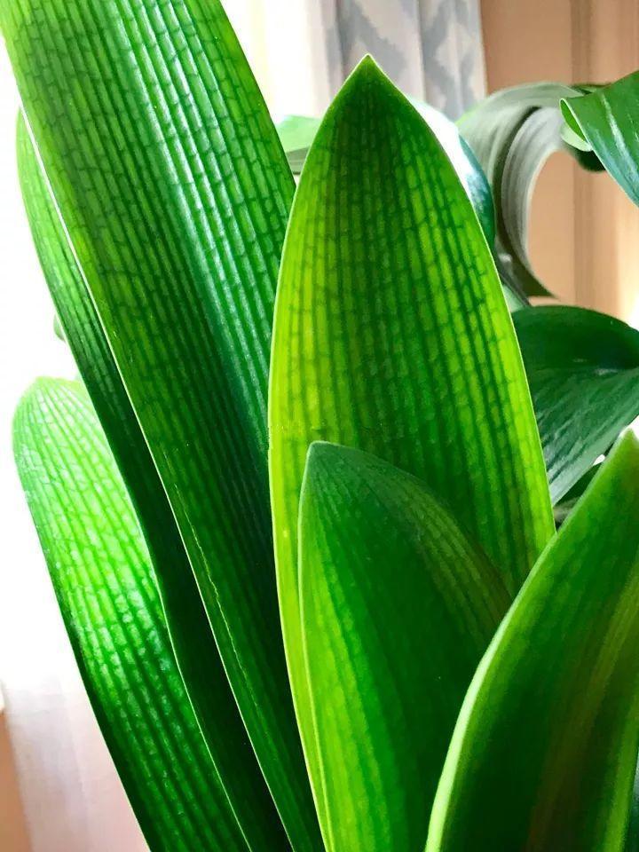 用它喷在花叶子上,不招虫长的快,叶子绿油油!