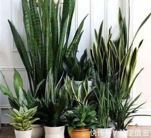 养虎皮兰，营养水7天浇一次，叶子亮又绿，边开花边长芽！