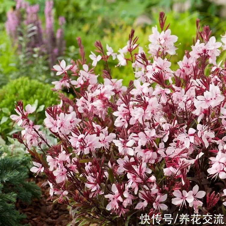 13种耐寒的盆栽花卉，零下20多度可存活，大部分南方也能种