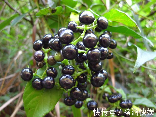 徐长卿|农村野草,叶片凉拌好吃,有杀菌、抗病毒的作用,你是否认识