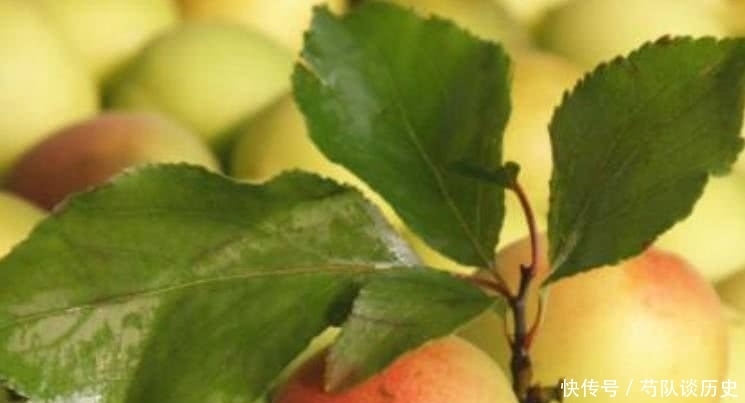 聰明的人愛吃3種食物,補(bǔ)充營養(yǎng)、延緩衰老,早吃早好!