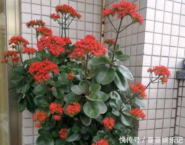 花盆|长寿花盆栽选重瓣品种,这么养护,谁能不喜欢!